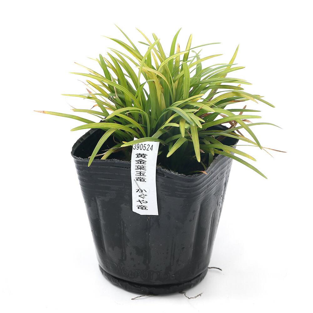 楽天市場 山野草 リュウノヒゲ 黄金葉玉龍 かぐや竜 ２ ５号 １ポット Charm 楽天市場店