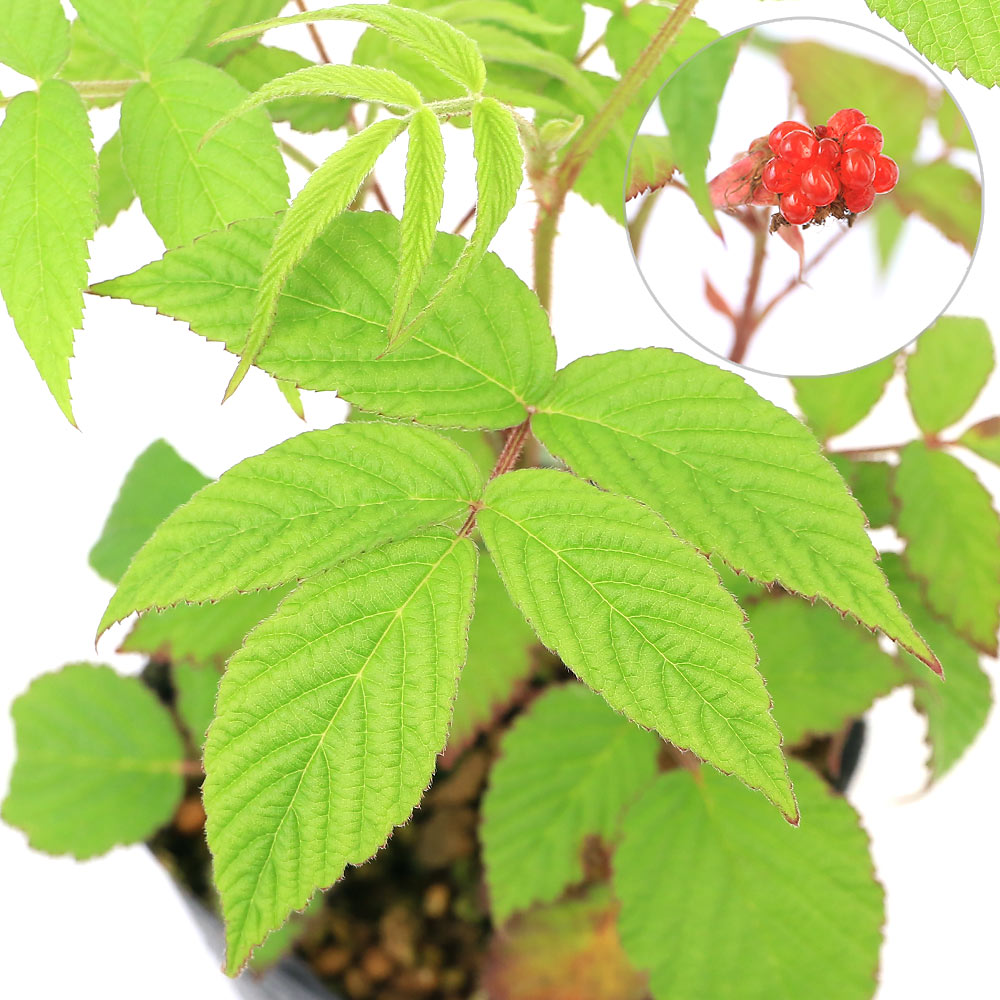 楽天市場】（山野草）モミジイチゴ（紅葉苺 木苺）3号（1ポット