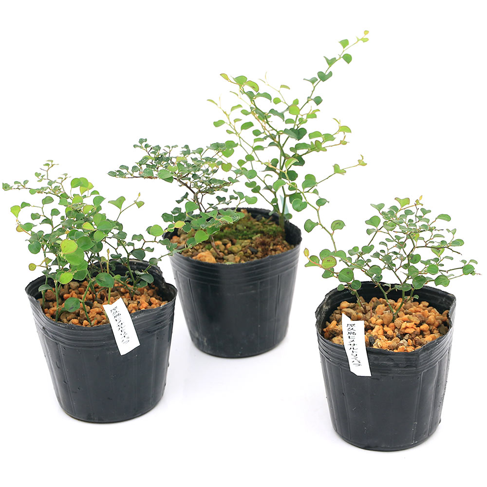 サンキライ苗木 山帰来 サンキライ根 サルトリイバラの葉 7/16 8/21