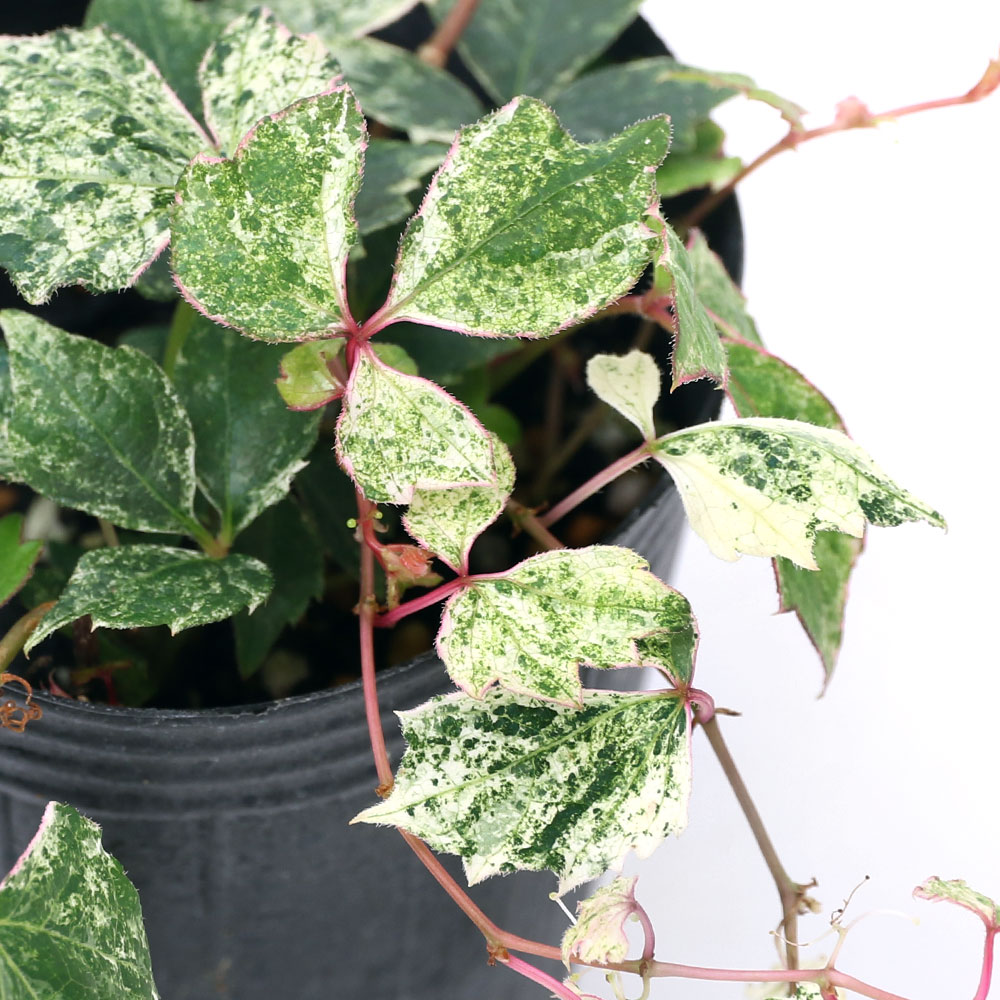 楽天市場】（山野草）ビバリウムプランツ アカマツ（赤松