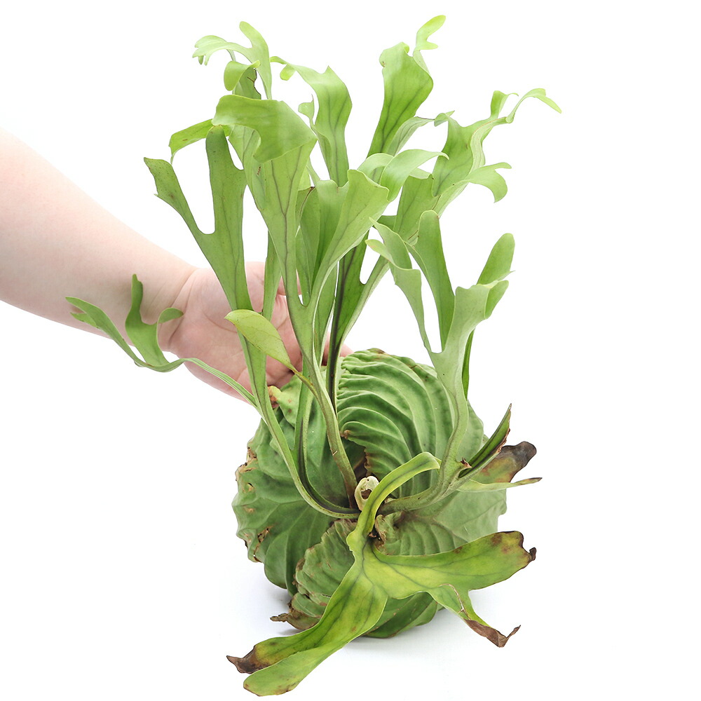 観葉植常態 一ポイント物 蝙蝠ラン ビカクシダ リドレィ 現地健康方株 株 沖縄別途貨物輸送 Bairien Yamagata Jp