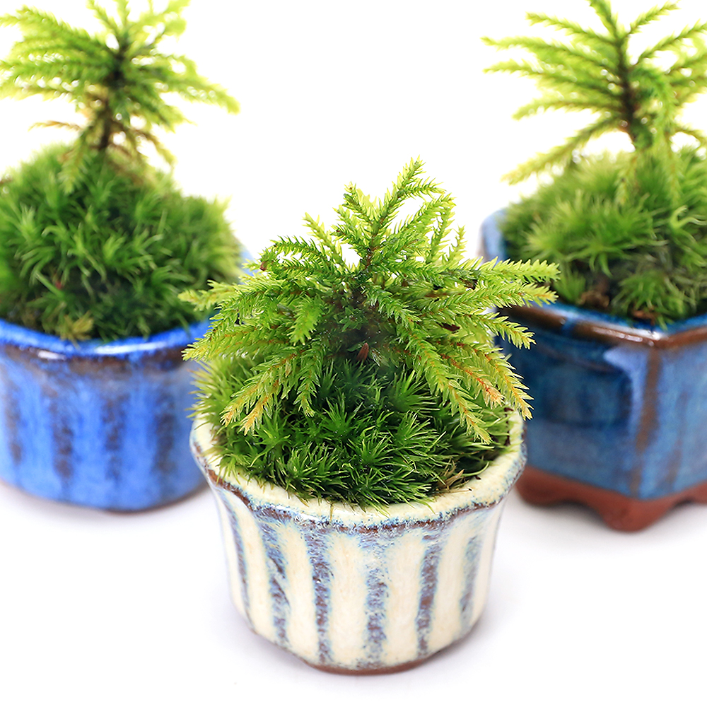 楽天市場】（山野草）苔盆栽 おまかせ山野草 豆鉢植え（1鉢