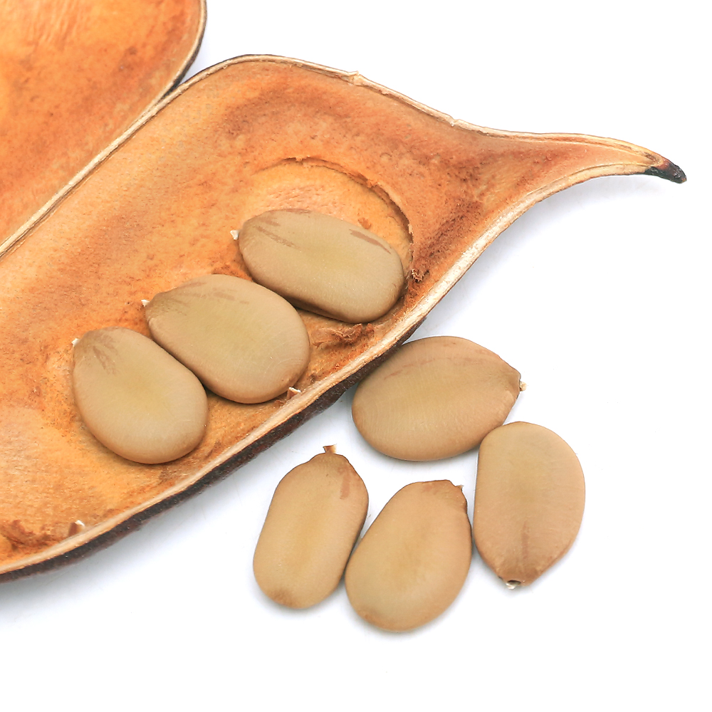 【レアソテツ】種子1粒　色々 レアソテツ】種子1粒 色々