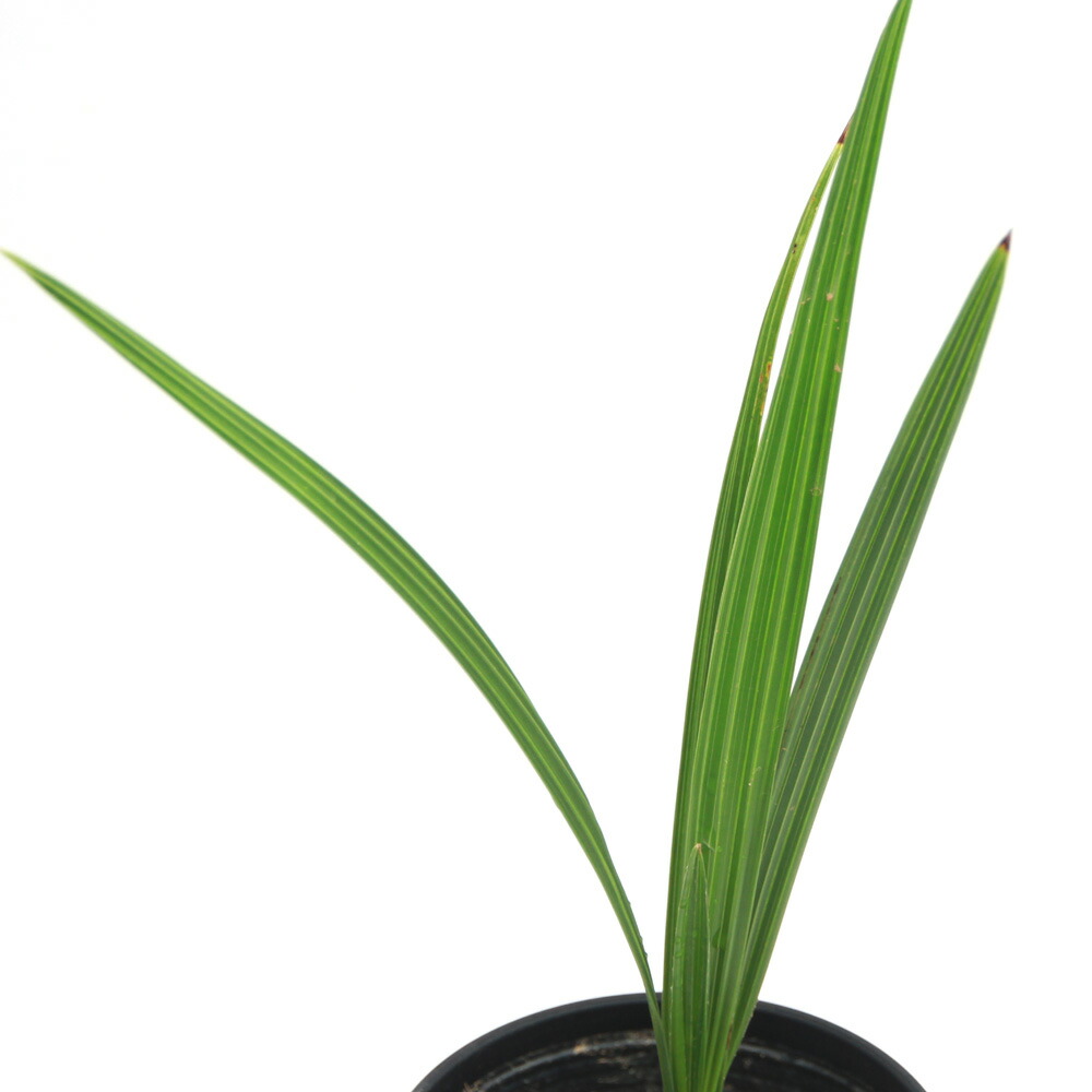 楽天市場】（観葉植物）タビビトノキ 旅人の木 オオギバショウ 3〜4