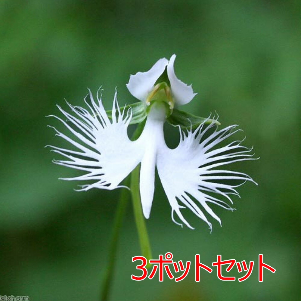 山野草　希少白花　タッタソウ　15A 山野草 希少白花 タッタソウ 15A