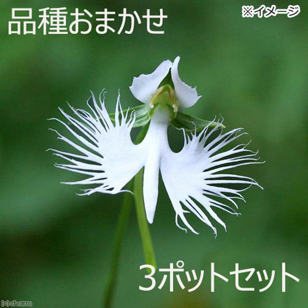 楽天市場】斑入り山野草 サギソウ（良球） 天の川 5球入り 3号