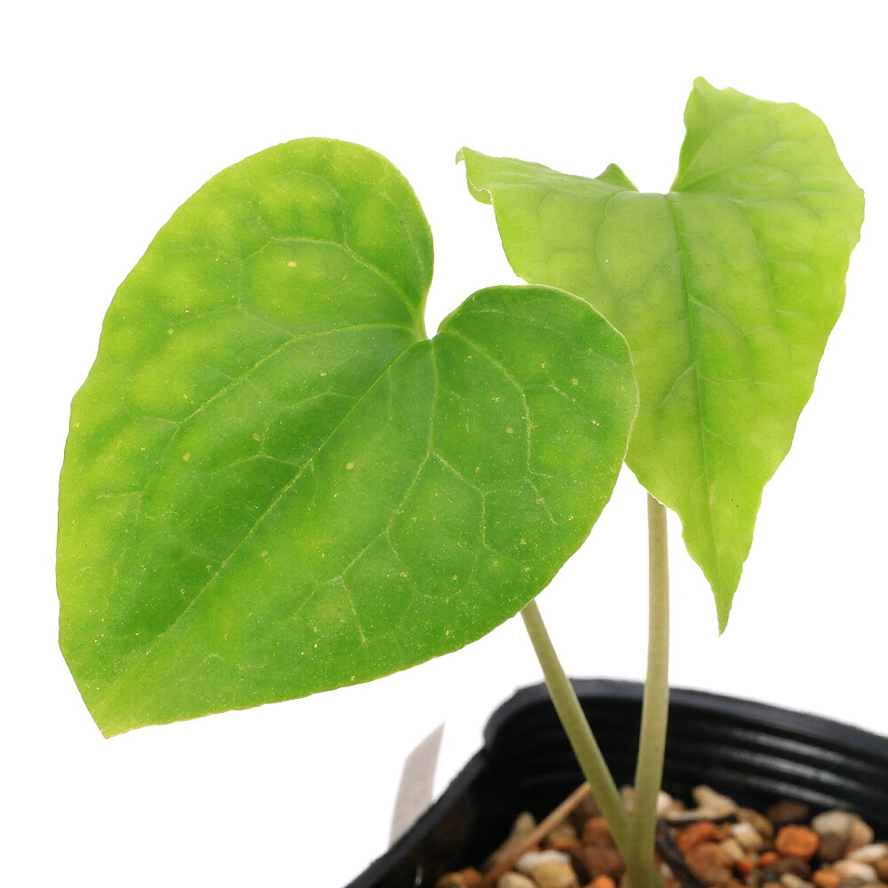 （山野草）カンアオイ（寒葵）アサルム　ペテロッティ　ベトナム　ハザン産（Ａｓａｒｕｍ　ｐｅｔｅｌｏｔｉｉ　紅金耳環）　３号（１ポット）