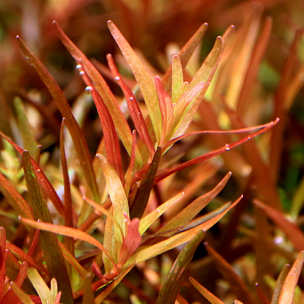 楽天市場】（水草）ルドウィジア レペンス ルビン（水中葉）（無農薬