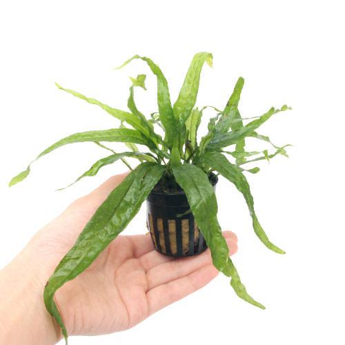 楽天市場 水草 ミクロソリウム プテロプス ナロー 3ポット分 Charm 楽天市場店 楽天市場 水草 ミクロソリウム プテロプス ナロー 3ポット分 Charm 楽天市場店