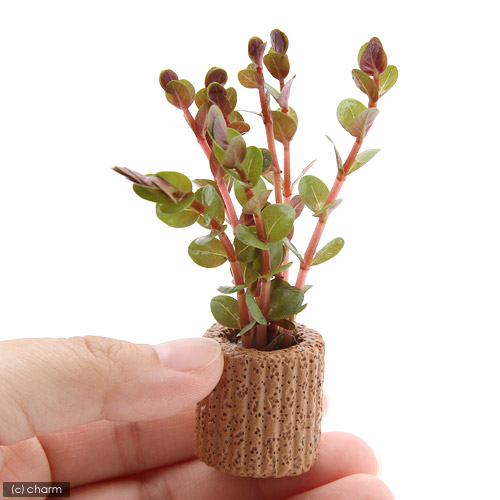 楽天市場 水草 ライフマルチ 茶 ロタラ インディカ 水上葉 無農薬 １個 Charm 楽天市場店