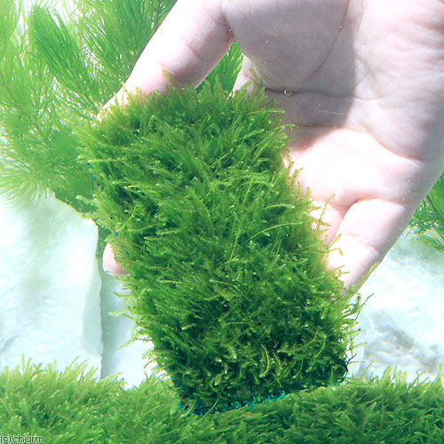 楽天市場 水草 育成済 ウィローモスマット 無農薬 ３個 北海道航空便要保温 Charm 楽天市場店