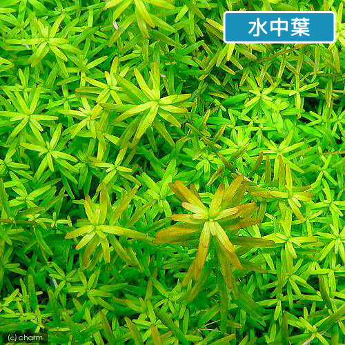 市場 水草 インドネシア便 ロタラｓｐ イエロー