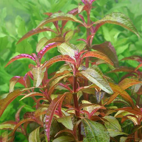 楽天市場】（水草）ホシクサsp．クチ（水中葉）（無農薬）（1
