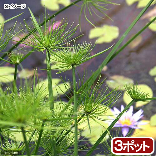 【楽天市場】（ビオトープ）水辺植物 シュロガヤツリ（１ポット） 湿生植物 : charm 楽天市場店