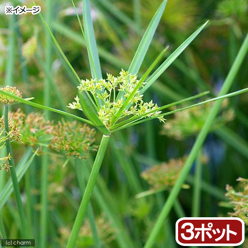 楽天市場 ビオトープ 水辺植物 シュロガヤツリ ３ポット 湿生植物 Charm 楽天市場店