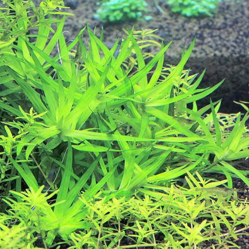 楽天市場】（水草）アポノゲトン リギディフォリウス（無農薬