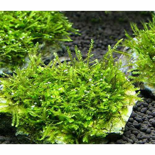 楽天市場】（山野草）シダ（羊歯）ウラジロシダ（裏白羊歯）3号（1