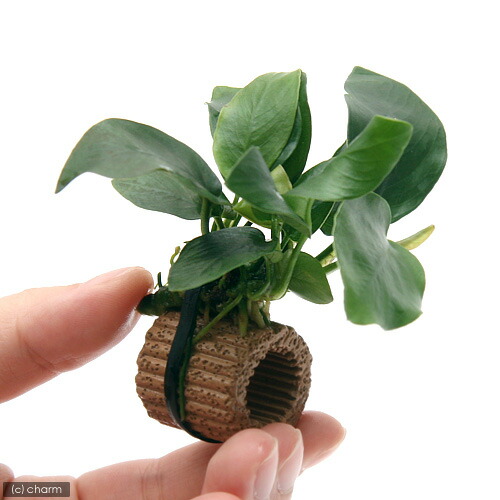 楽天市場 水草 ライフマルチ 茶 アヌビアスナナ ３個 Charm 楽天市場店