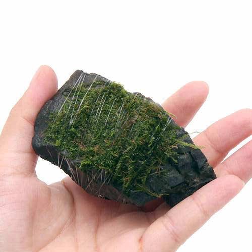 (水草)巻きたて 南米ウィローモス 風山石 SSサイズ(8cm以下)(無農薬)(1個) 北海道航空便要保温 (水草)巻きたて 南米ウィローモス 風山石 SSサイズ(8cm以下)(無農薬)(1個) 北海道航空便要保温