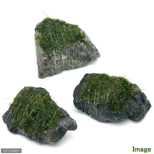 (水草)巻きたて 南米ウィローモス 風山石 SSサイズ(8cm以下)(無農薬)(1個) 北海道航空便要保温 (水草)巻きたて 南米ウィローモス 風山石 SSサイズ(8cm以下)(無農薬)(1個) 北海道航空便要保温