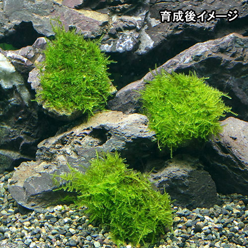 (水草)巻きたて 南米ウィローモス 風山石 SSサイズ(8cm以下)(無農薬)(1個) 北海道航空便要保温 (水草)巻きたて 南米ウィローモス 風山石 SSサイズ(8cm以下)(無農薬)(1個) 北海道航空便要保温