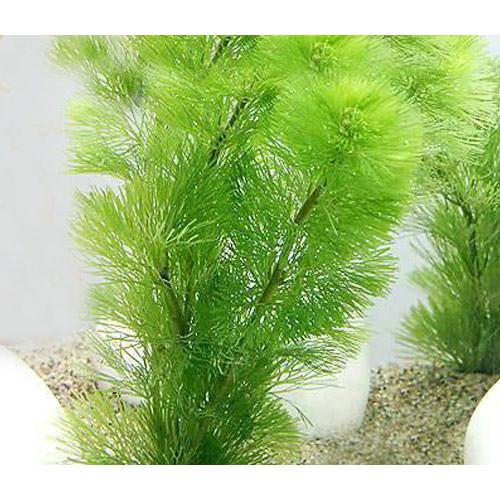 楽天市場 水草 メダカ 金魚藻 お一人様３点限り ライフマルチ 茶 カボンバ ３個 １個 Charm 楽天市場店