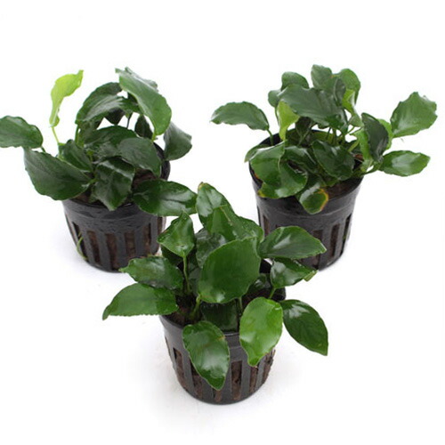 アヌビアスナナバルテリー3pot 農薬処理済み Amazon.co.jp: （水草）アヌビアス バルテリー ナナ 流木付 S