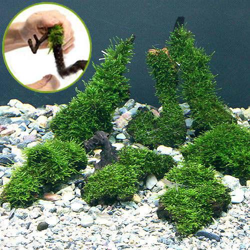 楽天市場】（水草）巻きたて ジャイアント南米ウィローモス 流木 S