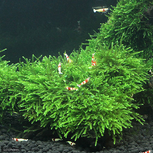 (水草)巻きたて ジャイアント南米ウィローモス 流木 SSサイズ(約10cm)(無農薬)(1本) 北海道航空便要保温 (水草)巻きたて ジャイアント南米ウィローモス 流木 SSサイズ(約10cm)(無農薬)(1本) 北海道航空便要保温