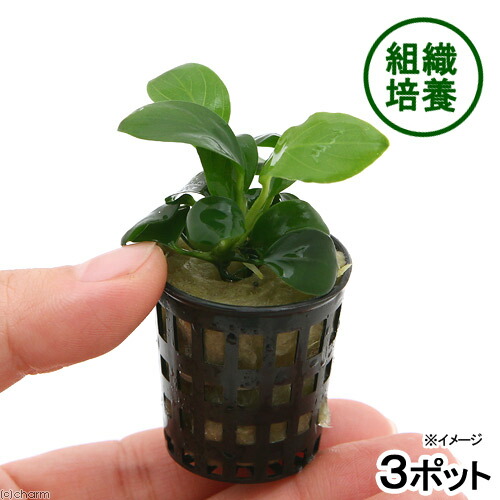 ブセファランドラsp.クアラクアヤン1(水中葉) 楽天市場】（水草）ブセファランドラsp．クアラクアヤン1（無