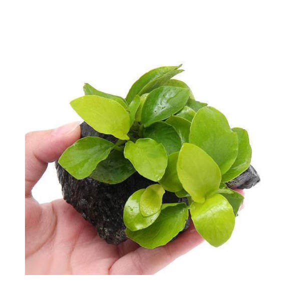 楽天市場】（ビオトープ）睡蓮 エゾベニヒツジグサ（1ポット）浮葉