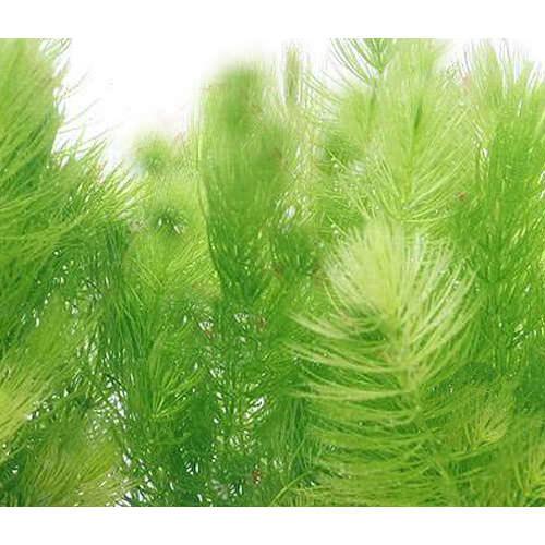 楽天市場 水草 国産 無農薬マツモ ５０本 Charm 楽天市場店