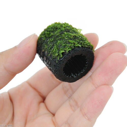 楽天市場 水草 巻きたて マルチリングブラック 黒 ジャイアント南米ウィローモス 無農薬 3個 Charm 楽天市場店 楽天市場 水草 巻きたて マルチリングブラック 黒 ジャイアント南米ウィローモス 無農薬 3個 Charm 楽天市場店
