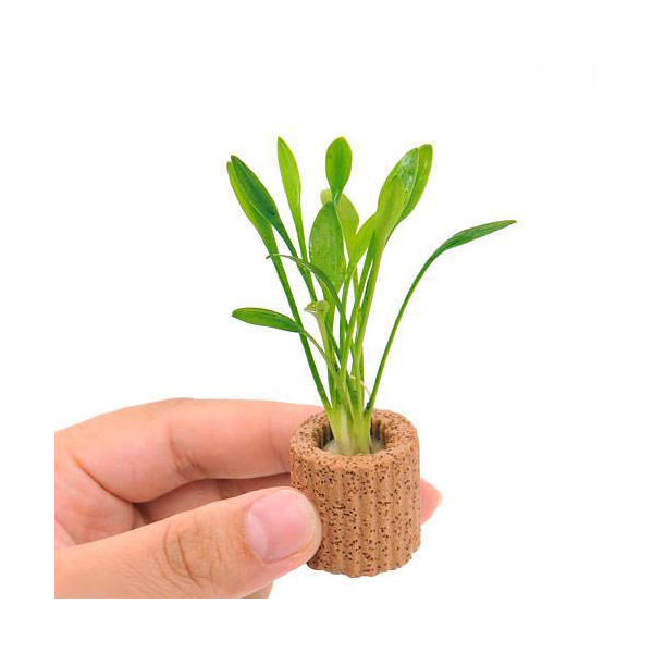 楽天市場】（水草）ライフマルチ（茶）クリプトコリネ パルヴァ（1個