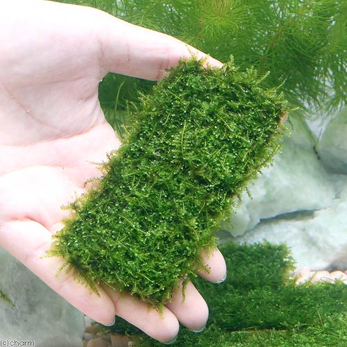水草 育成済 南米ウィローモス プレート 無農薬 個 沖縄別途送料 Sermus Es