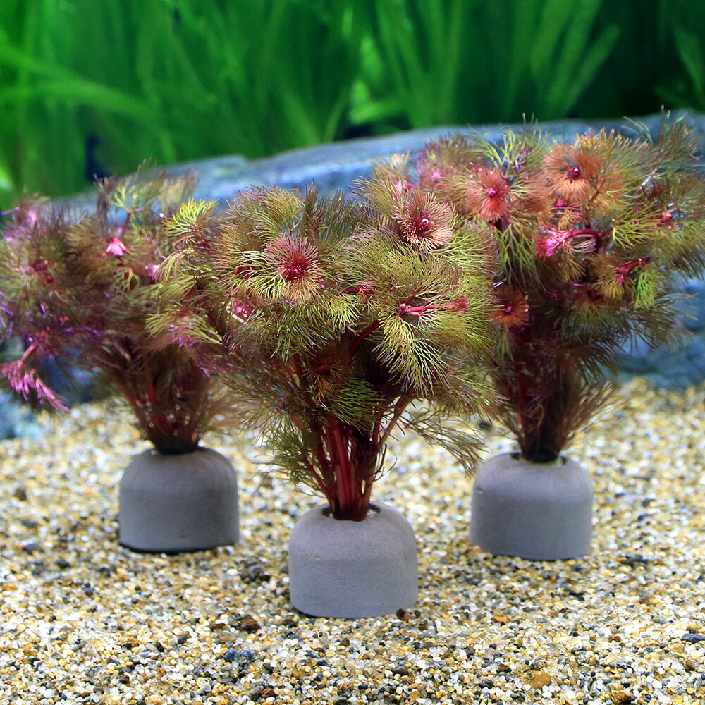 楽天市場】（水草）メダカ・金魚藻 ゼオライトリング（グレー
