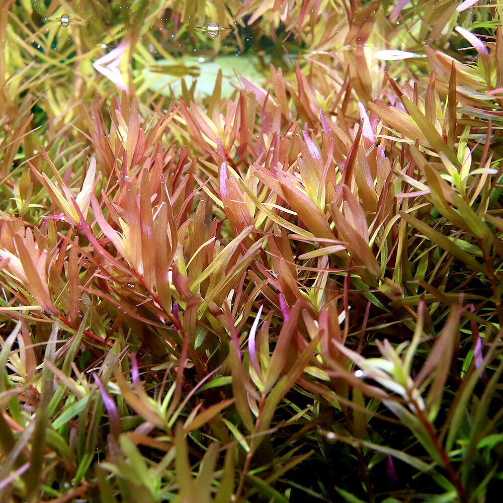 水草）ロタラｓｐ．コントム産（水中葉）（無農薬）（１０本） 通販