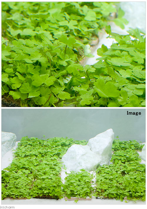 楽天市場 水草 育成済 オーストラリアン ノチドメ プレート 無農薬 ３枚 北海道航空便要保温 Charm 楽天市場店