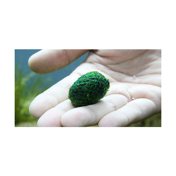(水草)巻きたて クリスマスモス ボール(無農薬)(5個) 北海道航空便要保温 (水草)巻きたて クリスマスモス ボール(無農薬)(5個) 北海道航空便要保温