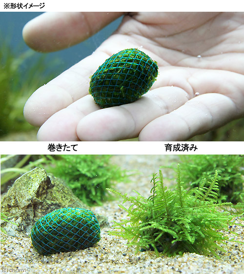 (水草)巻きたて クリスマスモス ボール(無農薬)(5個) 北海道航空便要保温 (水草)巻きたて クリスマスモス ボール(無農薬)(5個) 北海道航空便要保温