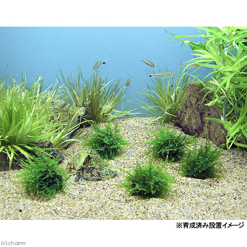 (水草)巻きたて クリスマスモス ボール(無農薬)(5個) 北海道航空便要保温 (水草)巻きたて クリスマスモス ボール(無農薬)(5個) 北海道航空便要保温