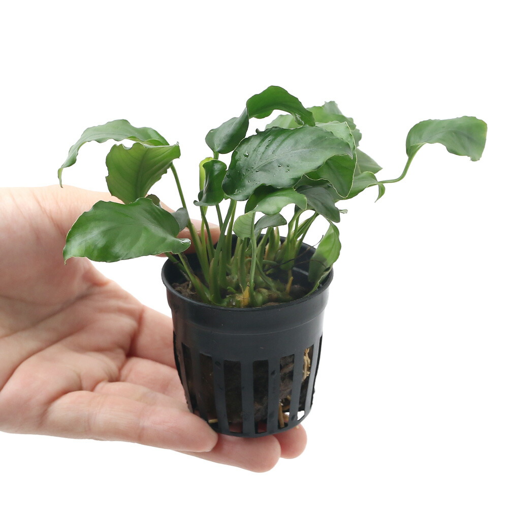 水草 人気の前景草 種セット 水上葉 おまかせクリプトコリネ 無農薬 ポット Marcsdesign Com