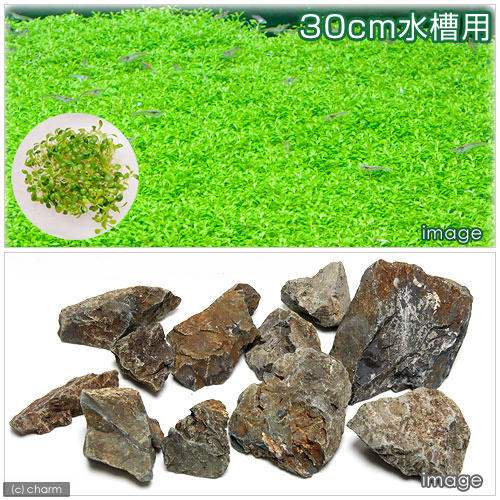 楽天市場 水草 ３０ｃｍ水槽用 ミニグロッソ １ 風山石３ｋｇ 無農薬 １セット 本州四国限定 Charm 楽天市場店