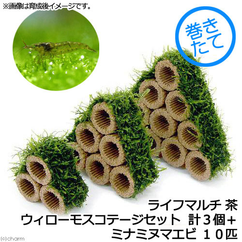 エビ 水草 巻きたて ライフマルチ 茶 ウィローモスコテージセット 無農薬 計 個 ミナミヌマエビ 匹 北海道航空便要保温 海洋性粘土で生命体に必要なミネラルを供給 Diasaonline Com