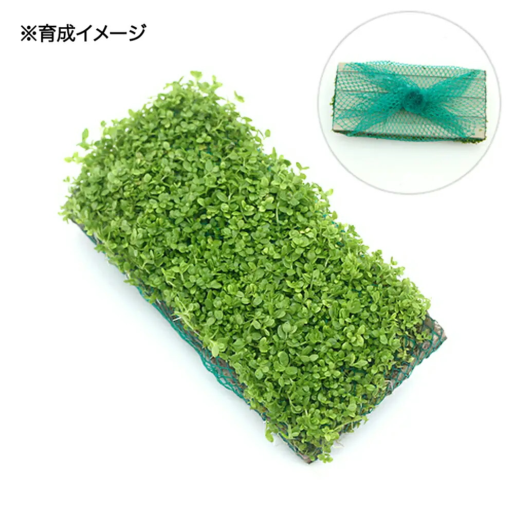 楽天市場 エビ 水草 ミナミヌマエビ 10匹 キューバパールグラス プレート 無農薬 1枚 北海道 九州航空便要保温 Charm 楽天市場店 楽天市場 エビ 水草 ミナミヌマエビ 10匹 キューバパールグラス プレート 無農薬 1枚 北海道 九州航空便要保温 Charm 楽天市場店