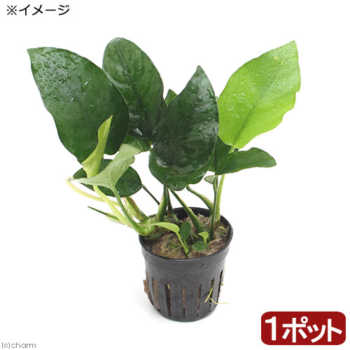 だ*い様 アヌビアス　ウィップリーフ アヌビアス 'ウィップリーフ' - “Roots” Stock Store
