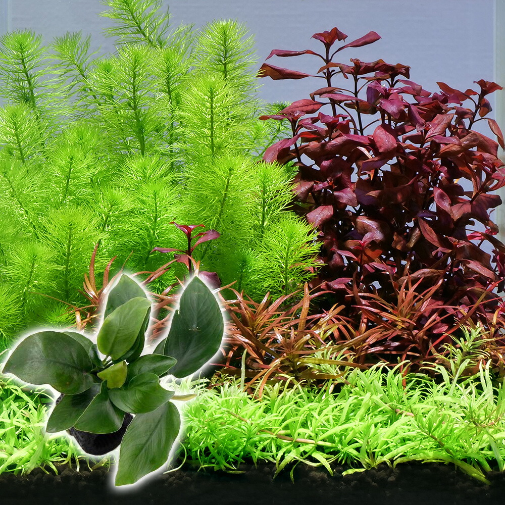 ☆大感謝セール】 水草その前に 1g 3包 アクアリウム用品 水草その前に 1g 3包 アクアリウム用品
