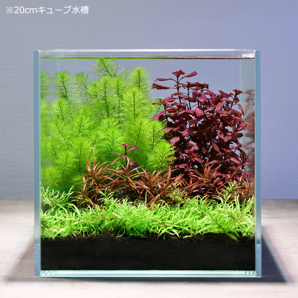 水草 おまかせ水上樹葉 レイアウトセット 水族館必要経費 実 風呂敷包 マルチリングブラック 涅色 アヌビアスナナ 個 Hotjobsafrica Org