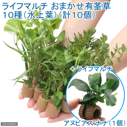 水草 ライフマルチ 茶 おまかせ有茎草 種 水上葉 計 個 ライフマルチ 茶 アヌビアスナナ Educaps Com Br