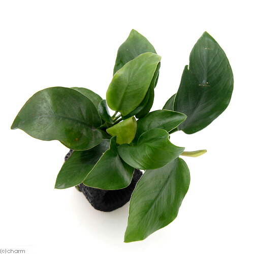 楽天市場 水草 置くだけ簡単 マルチリング 黒 おまかせ有茎草１０種計１０個 水上葉 マルチリング 黒 アヌビアスナナ Charm 楽天市場店